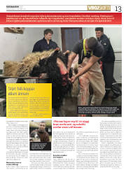 Síða 13