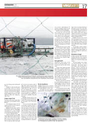 Síða 17