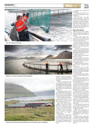 Síða 21