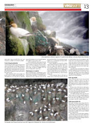 Síða 13