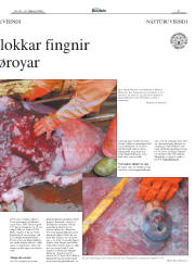Síða 31