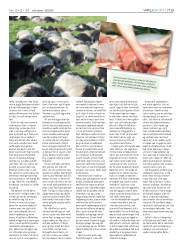 Síða 13