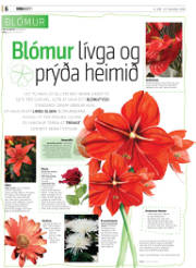 Síða 6
