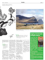 Síða 17