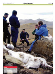 Síða 19