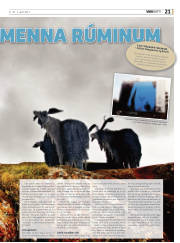 Síða 21